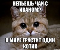 непьешь чай с иваном? В мире грустит один котик