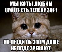 Мы коты любим смотреть телевизор! Но люди об этом даже не подозревают.