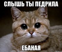 СЛЫШЬ ТЫ ПЕДРИЛА ЕБАНАЯ