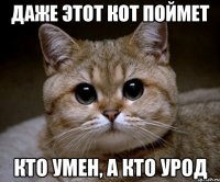 Даже этот кот поймет Кто умен, а кто урод