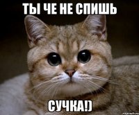 Ты че не спишь Сучка!)