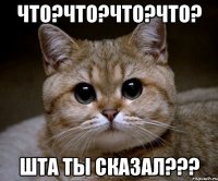 Что?Что?Что?Что? Шта ты сказал???