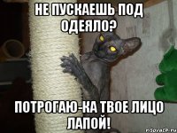 не пускаешь под одеяло? потрогаю-ка твое лицо лапой!