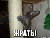  ЖРАТЬ!