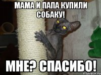 мама и папа купили собаку! мне? спасибо!