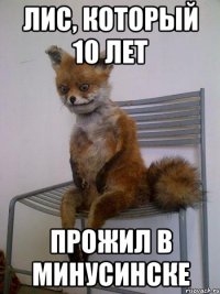 Лис, который 10 лет прожил в Минусинске