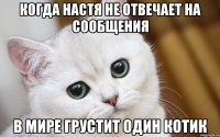 Когда Настя не отвечает на сообщения В мире грустит один котик