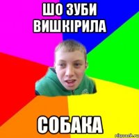 шо зуби вишкірила собака