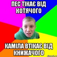 пес тікає від котячого каміла втікає від книжачого