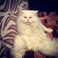 Создать мем jb