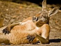 Создать мем kangaroo