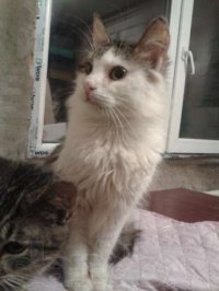 Создать мем каст