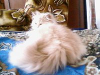 Создать мем КОТАН