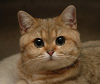 Создать мем котенька