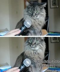 Создать мем котейка в раздумьях