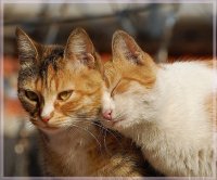 Создать мем коты