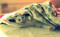 Создать мем спокойной ночи