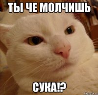 ТЫ ЧЕ МОЛЧИШЬ СУКА!?