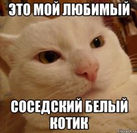 это мой любимый соседский белый котик
