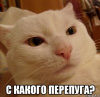  С какого перепуга?