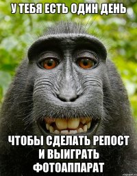 у тебя есть один день чтобы сделать репост и выиграть фотоаппарат