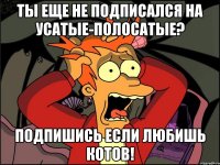 Ты еще не подписался на Усатые-Полосатые? Подпишись если любишь котов!