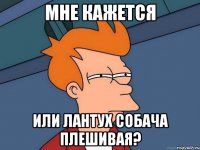 МНЕ КАЖЕТСЯ ИЛИ ЛАНТУХ СОБАЧА ПЛЕШИВАЯ?