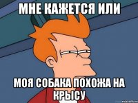 мне кажется или моя собака похожа на крысу