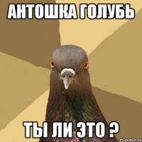 Антошка Голубь ты ли это ?