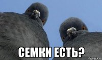  Семки есть?