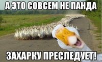 А это совсем не панда Захарку преследует!