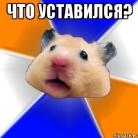 Что уставился? 