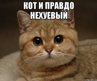 кот и правдо нехуевый 