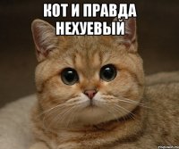 кот и правда нехуевый 