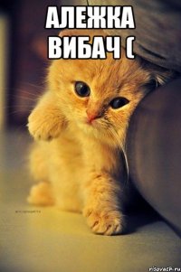 Алежка вибач ( 