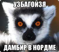 Узбагойзя Дамбир в нордме