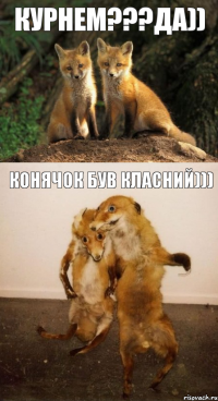 курнем???да)) конячок був класний)))