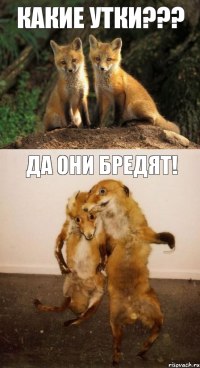 какие утки??? да они бредят!