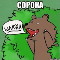 сорока 