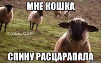 Мне кошка спину расцарапала