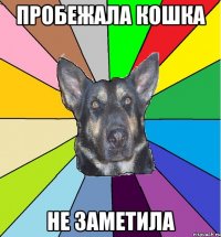 Пробежала кошка не заметила