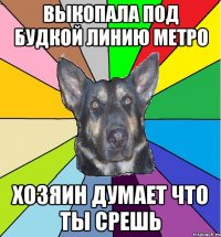 Выкопала под будкой линию метро Хозяин думает что ты срешь