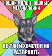 кошки милые,няшные мега лапочки но так и хочется их разорвать