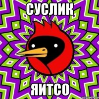 суслик яитсо