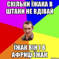 Скільки їжака в штани не вдівай їжак він і в африці їжак