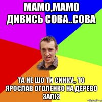 Мамо,мамо дивись сова..сова Та не шо ти синку,, то ярослав оголенко на дерево заліз