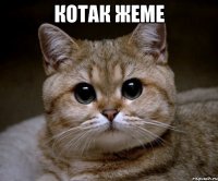 котак жеме 