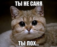 Ты не Саня Ты лох...