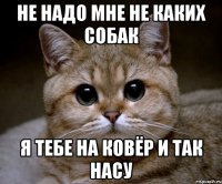 Не надо мне не каких собак я тебе на ковёр и так насу