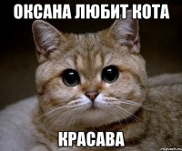Оксана любит кота Красава